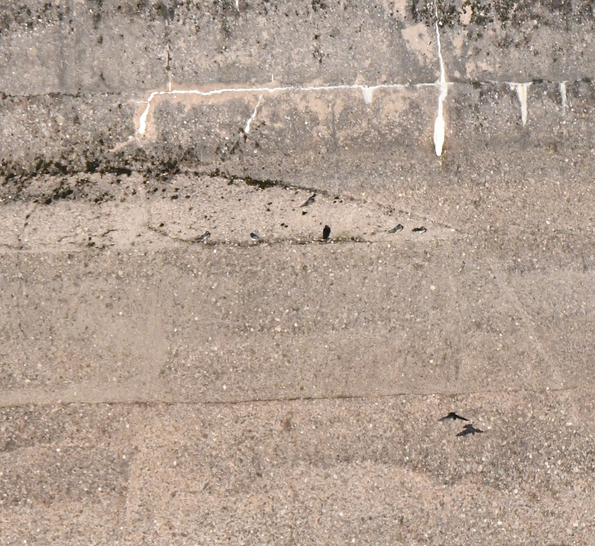 Ластівка сільська (підвид rustica) - ML645551951