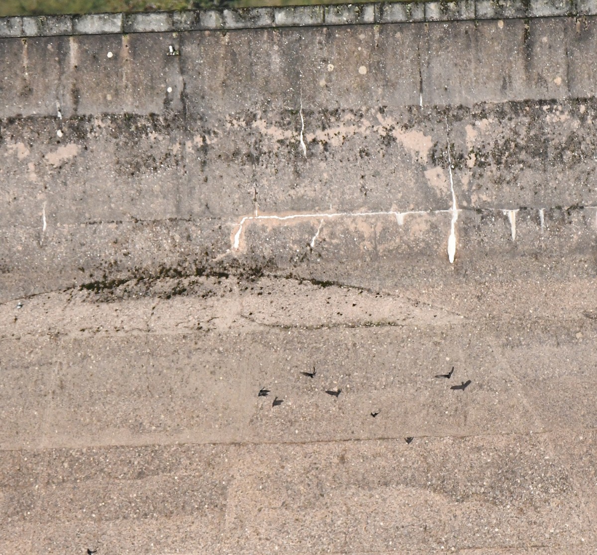 Ластівка сільська (підвид rustica) - ML645551952