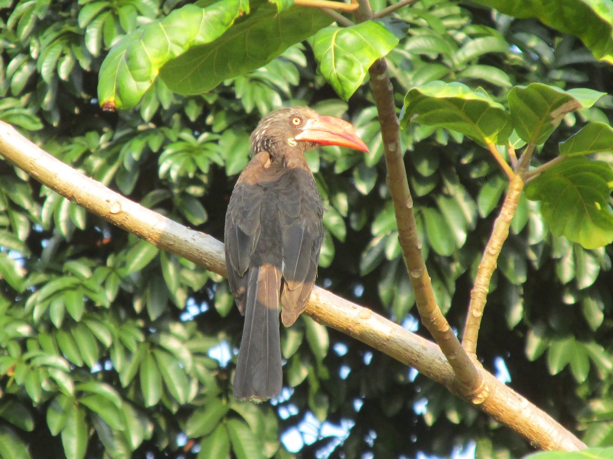 Crowned Hornbill - ML645551955