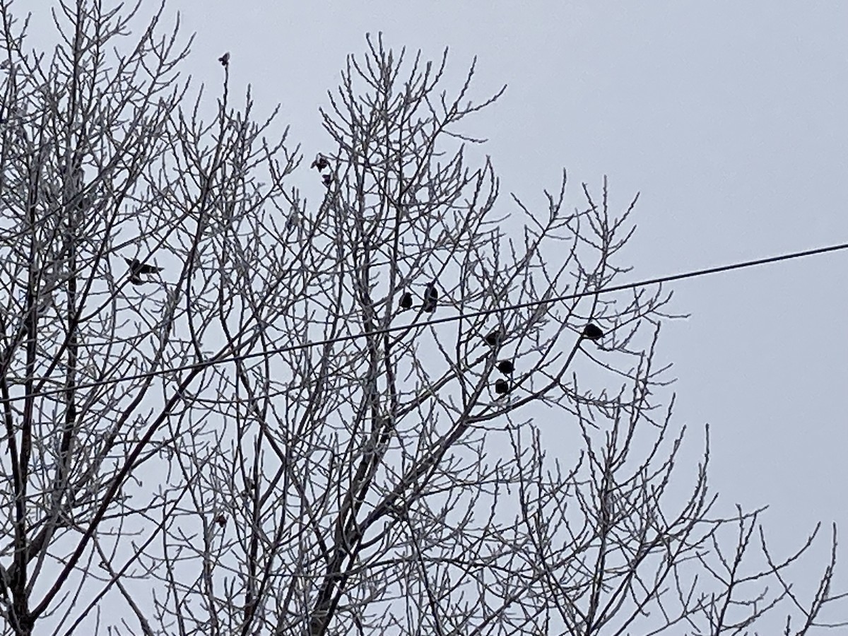 歐洲椋鳥 - ML645551963