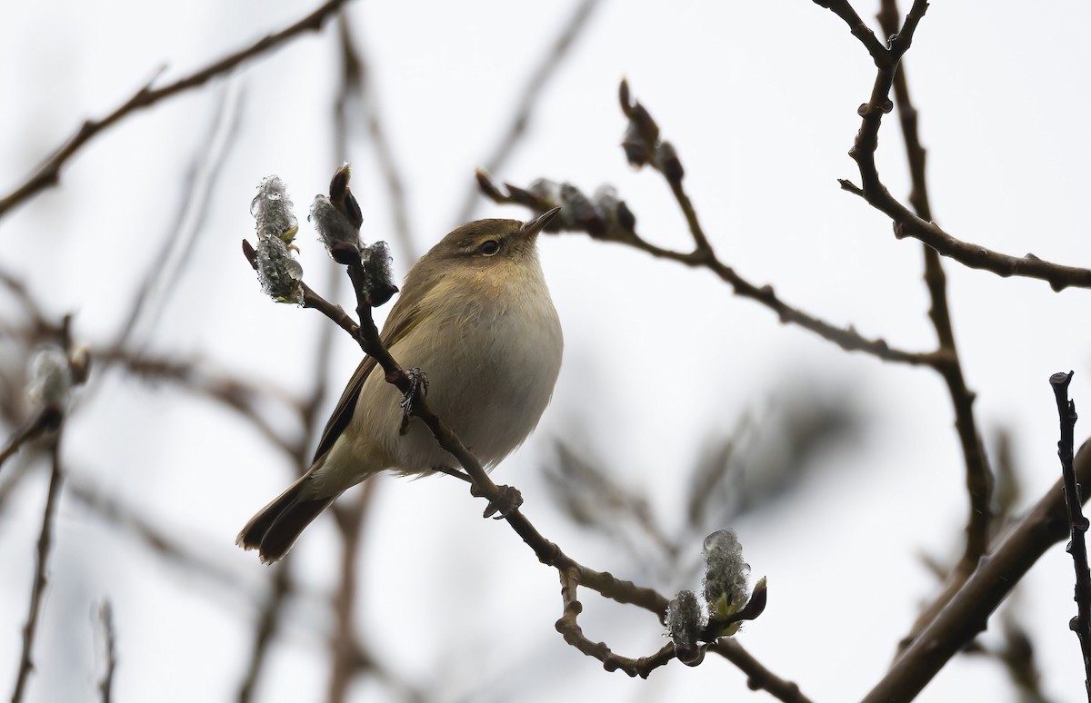Common Chiffchaff (Common) - ML645551964