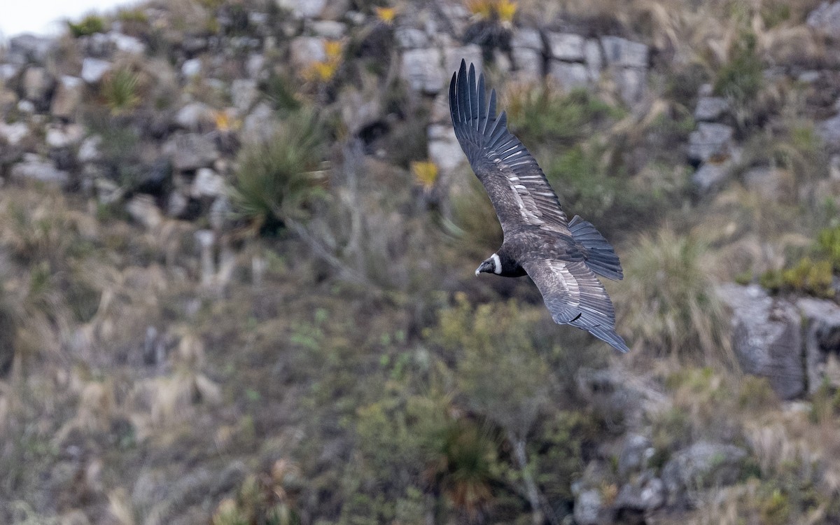Andean Condor - ML645551965