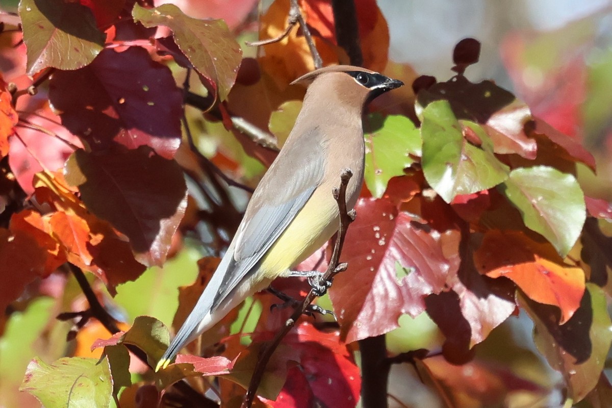 Cedar Waxwing - ML645551966