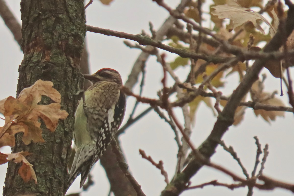 Yellow-bellied Sapsucker - ML645551967