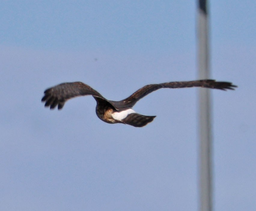 Northern Harrier - ML645551968