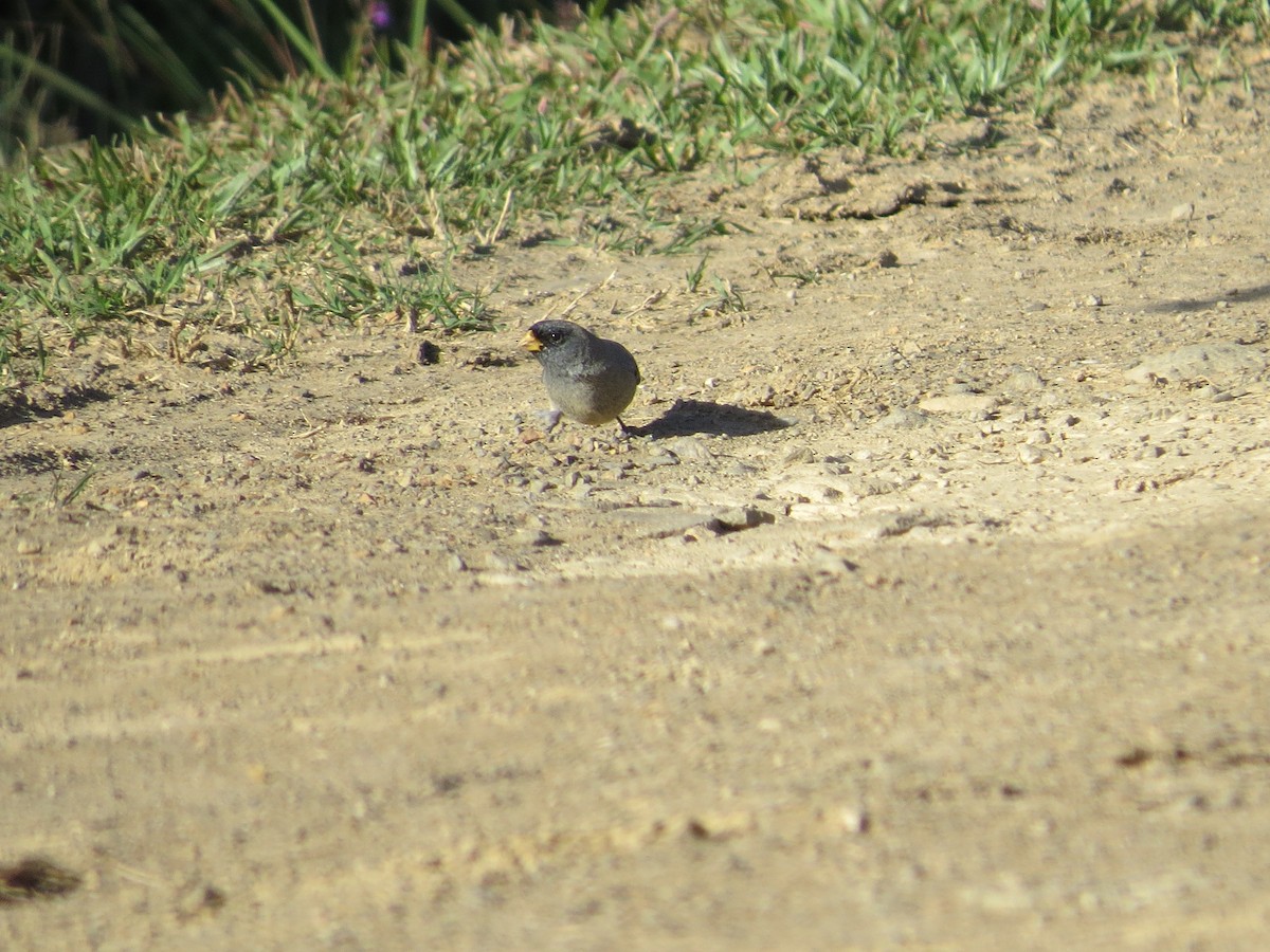 Band-tailed Sierra Finch - ML645551970