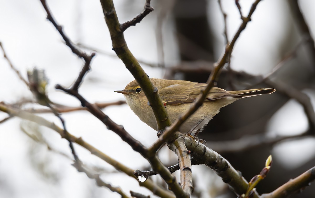 Common Chiffchaff (Common) - ML645551971