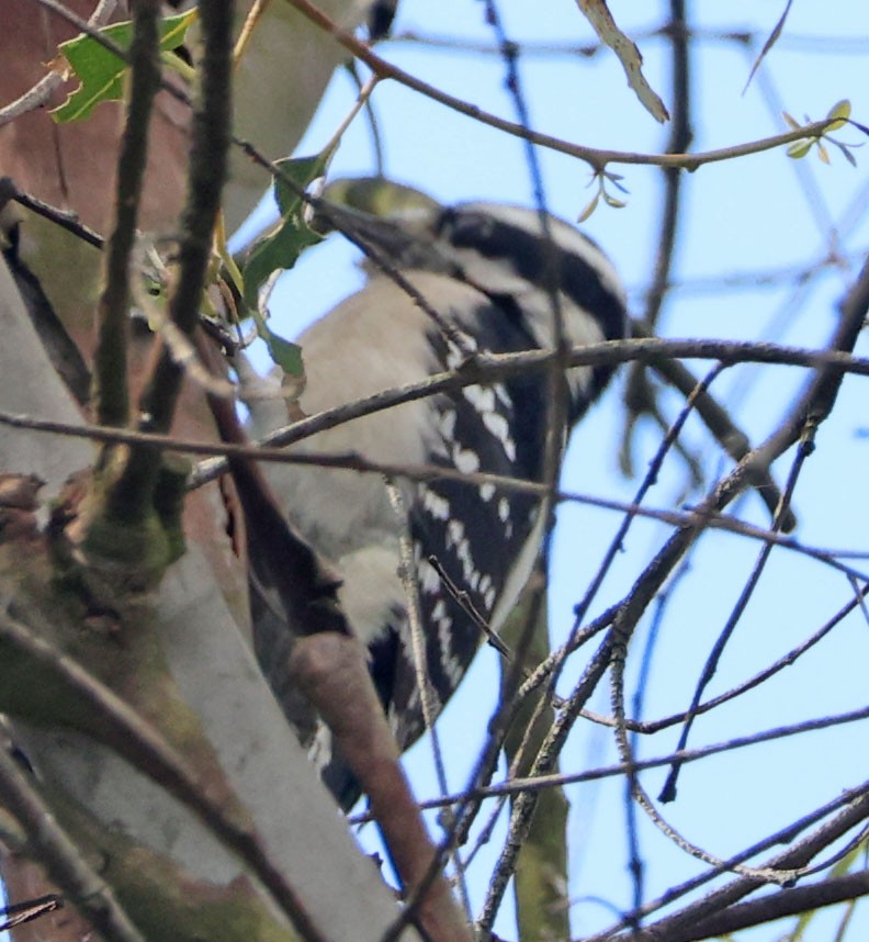 Downy Woodpecker - ML645551972