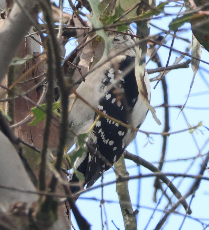 Downy Woodpecker - ML645551973