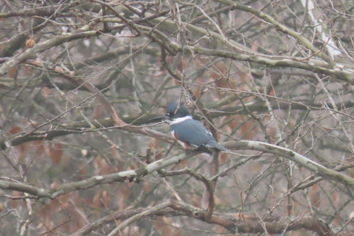 Belted Kingfisher - ML645551974