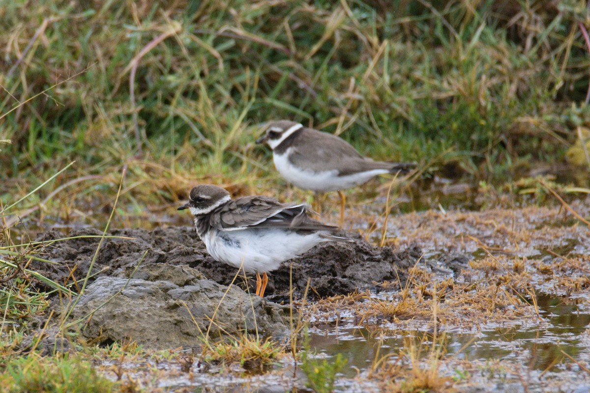 Common Ringed Plover - ML645551975