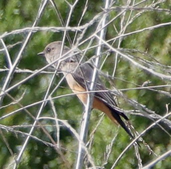 Say's Phoebe - ML645551978