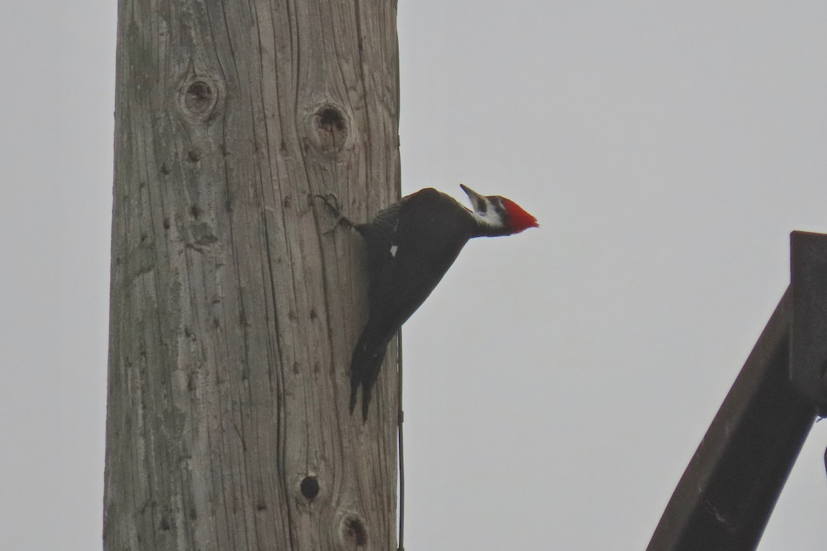 Red-bellied Woodpecker - ML645551979