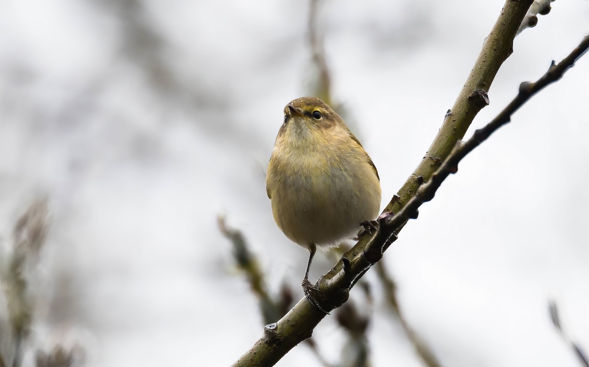 Common Chiffchaff (Common) - ML645551980