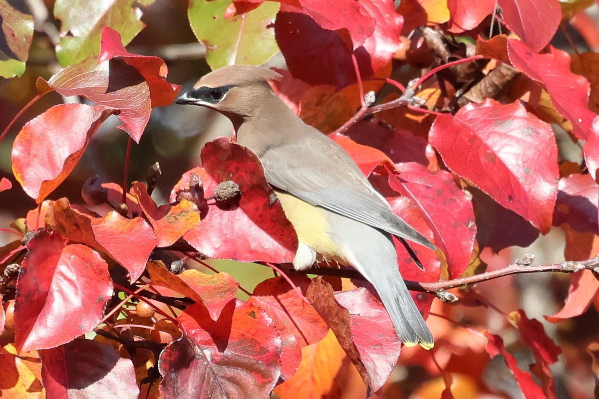 Cedar Waxwing - ML645551981