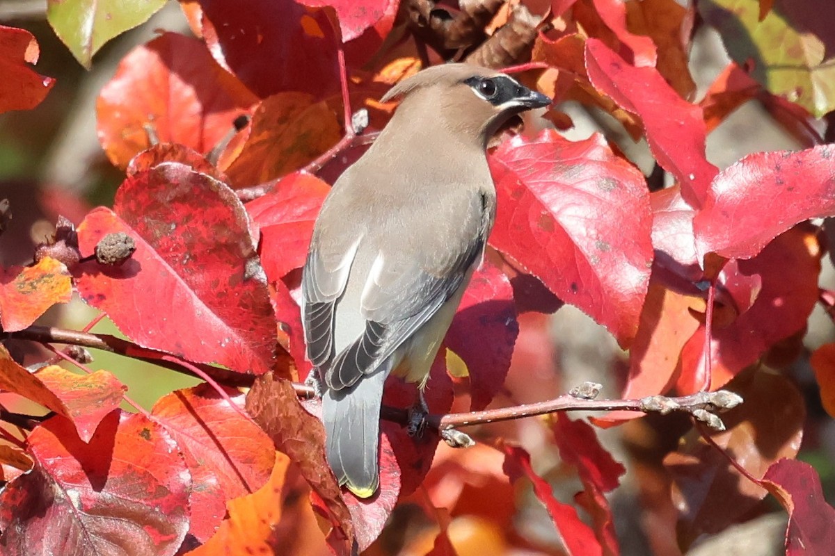 Cedar Waxwing - ML645551982