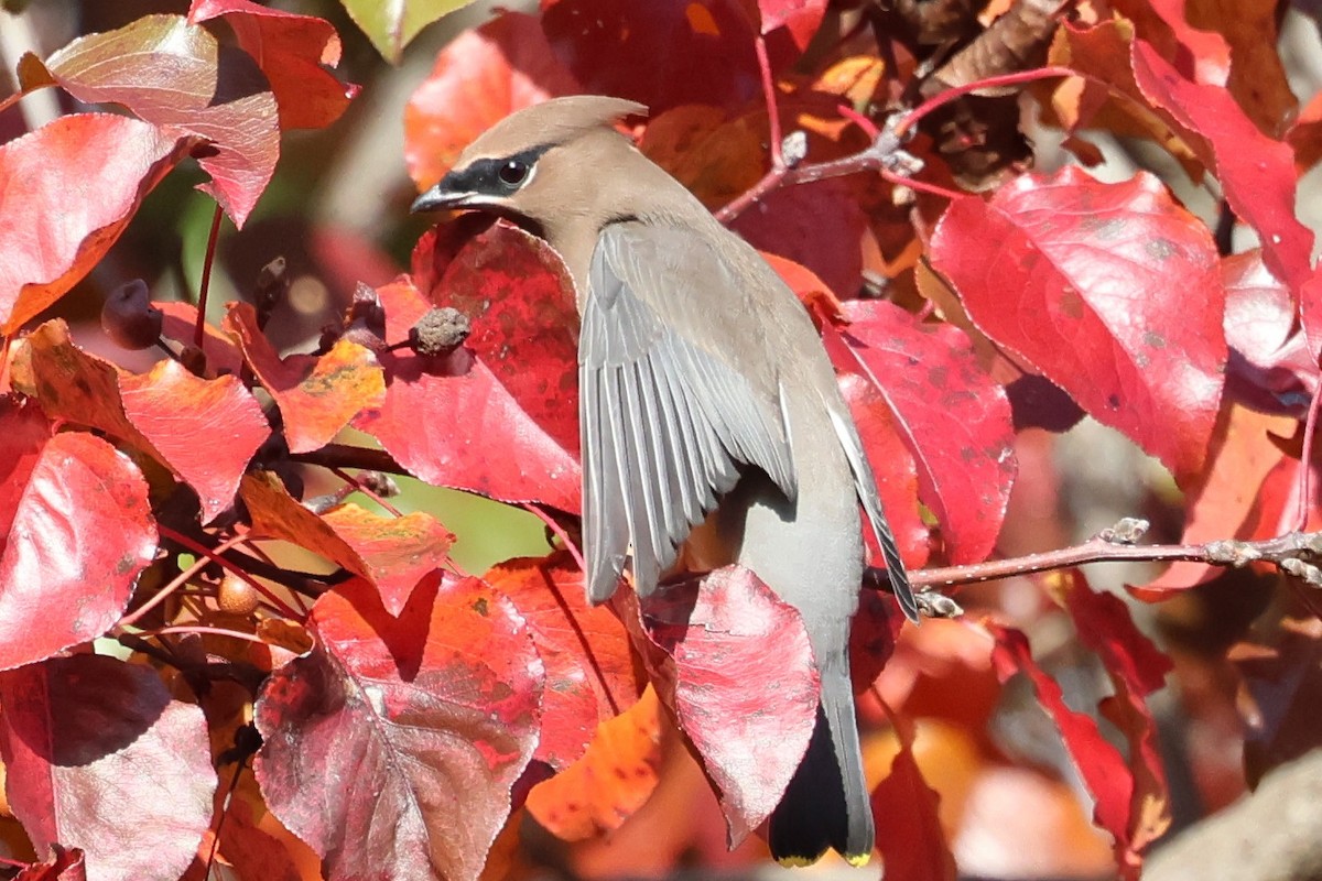 Cedar Waxwing - ML645551983