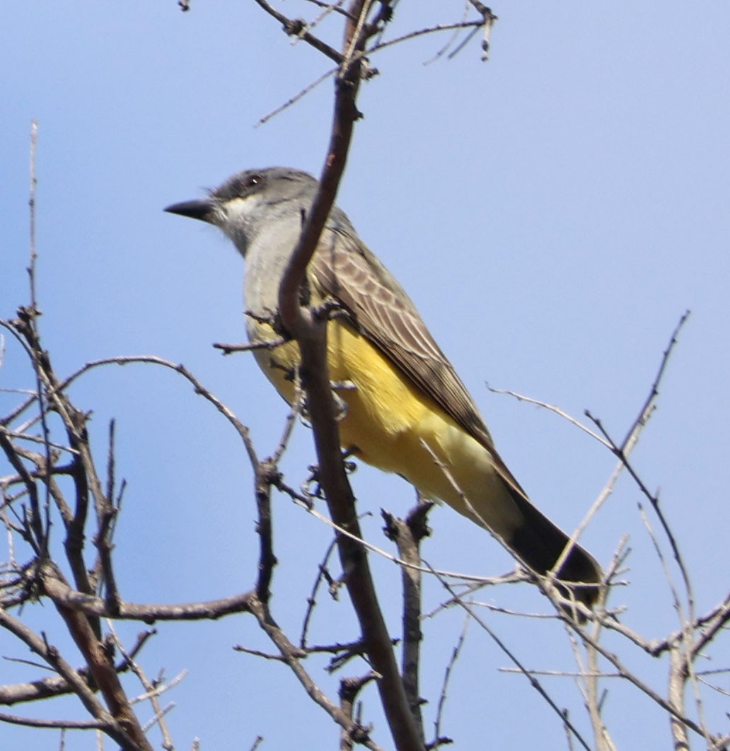 Cassin's Kingbird - ML645551984