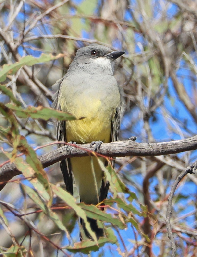 Cassin's Kingbird - ML645551985