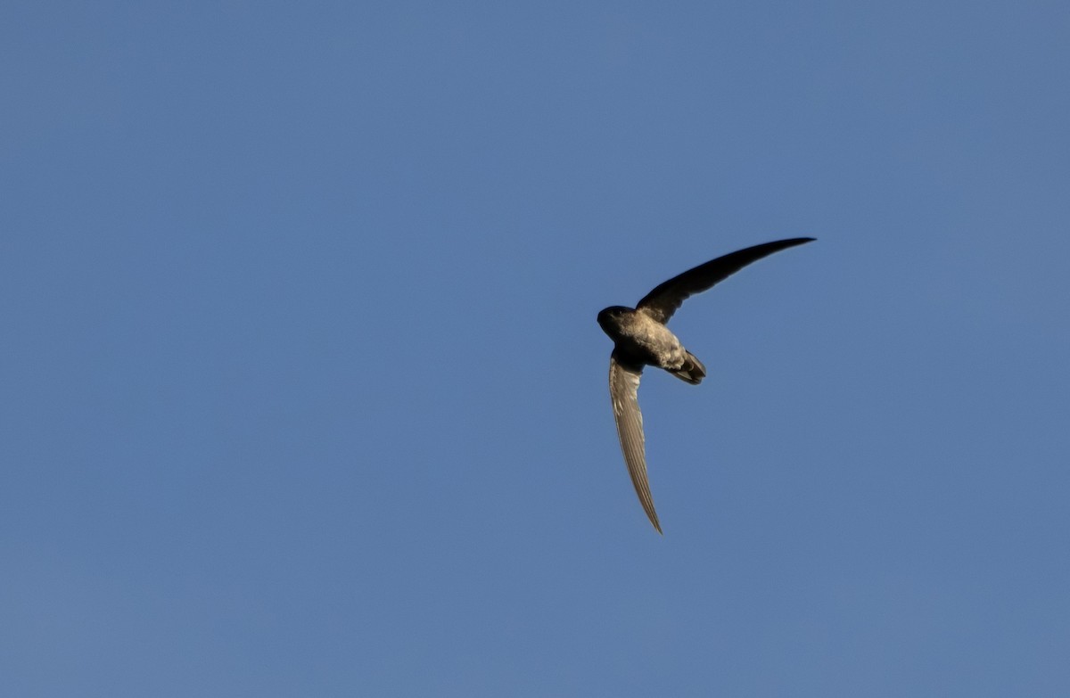 Plume-toed Swiftlet - ML645551987