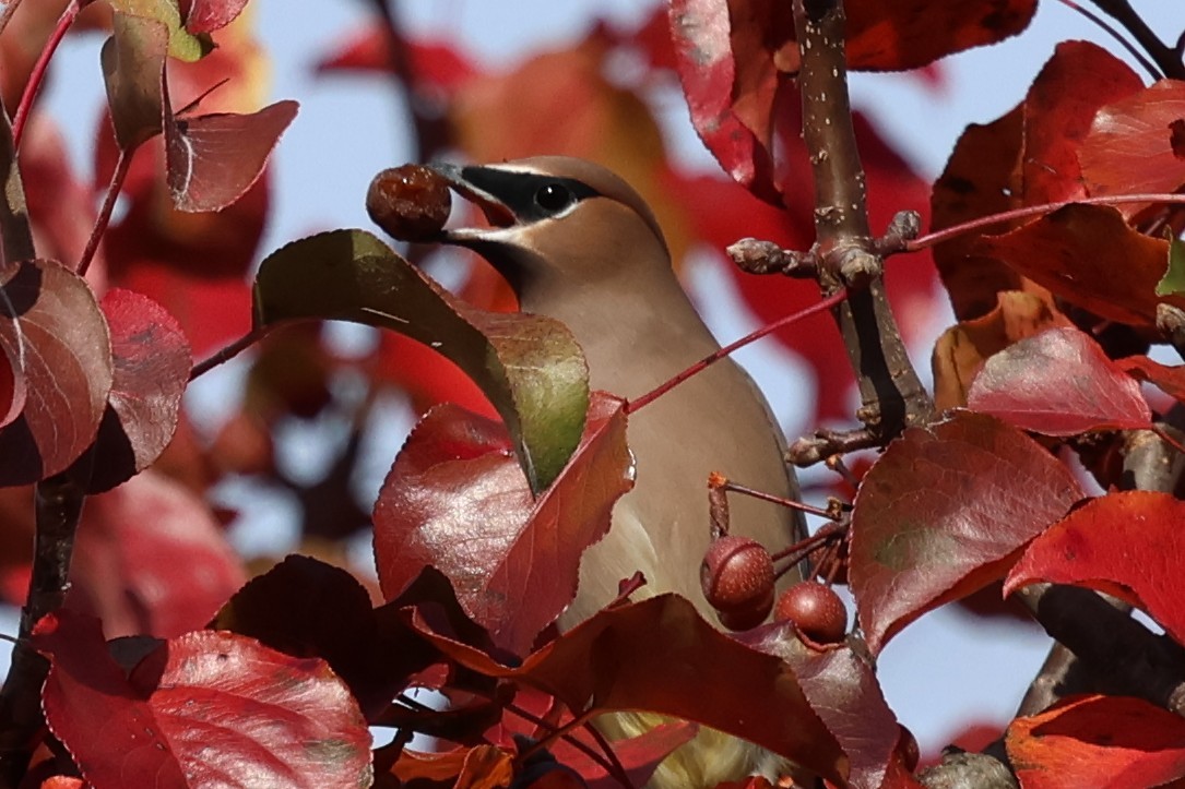 Cedar Waxwing - ML645551990