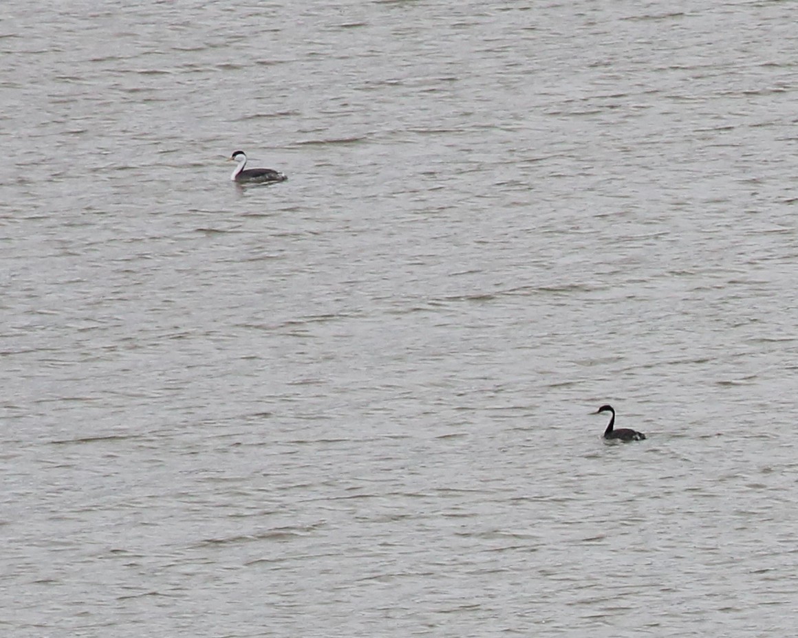 Clark's Grebe - ML645551991