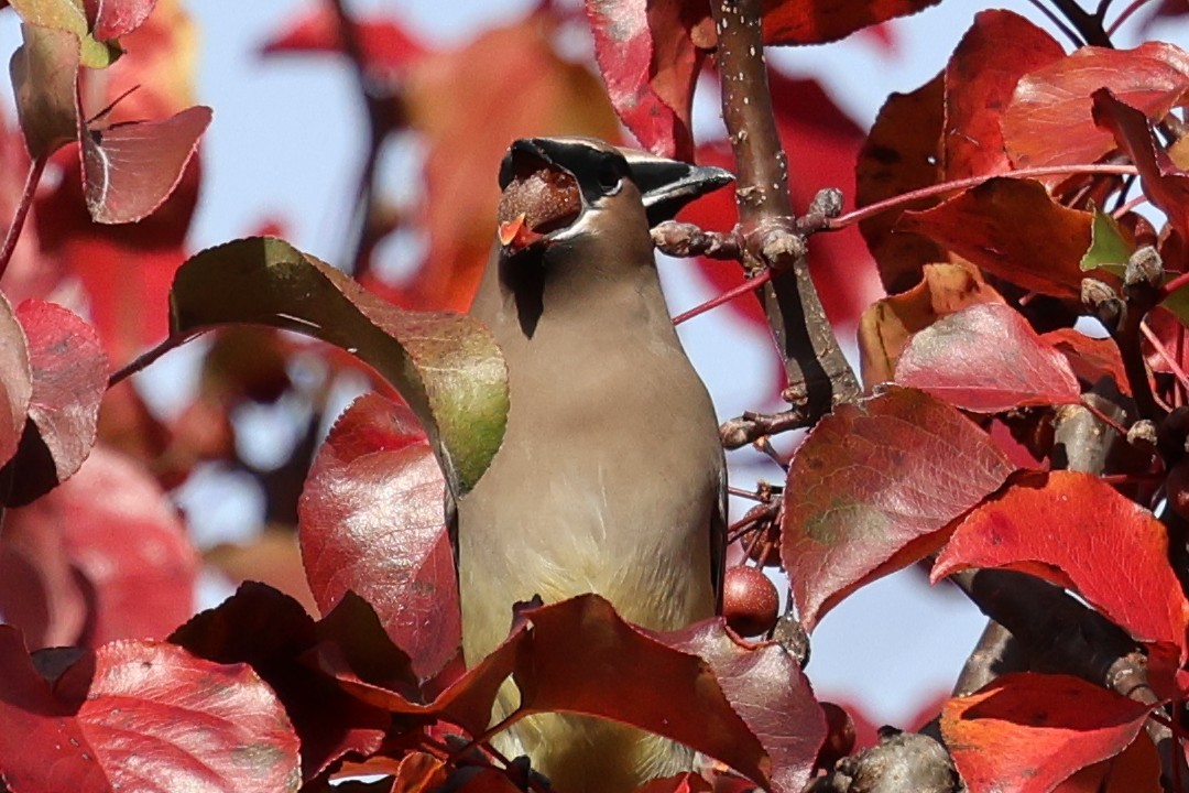 Cedar Waxwing - ML645551992
