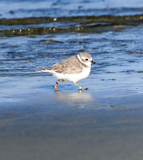 Flötenregenpfeifer - ML645551993