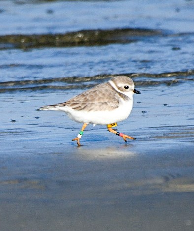 Flötenregenpfeifer - ML645551994