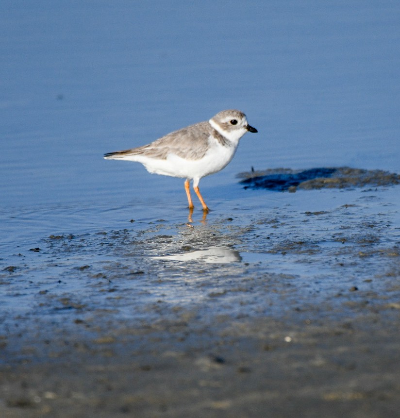 Flötenregenpfeifer - ML645551995