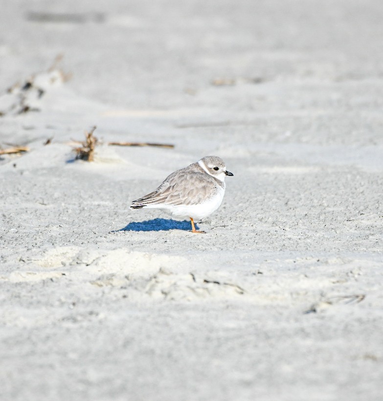 Flötenregenpfeifer - ML645551996