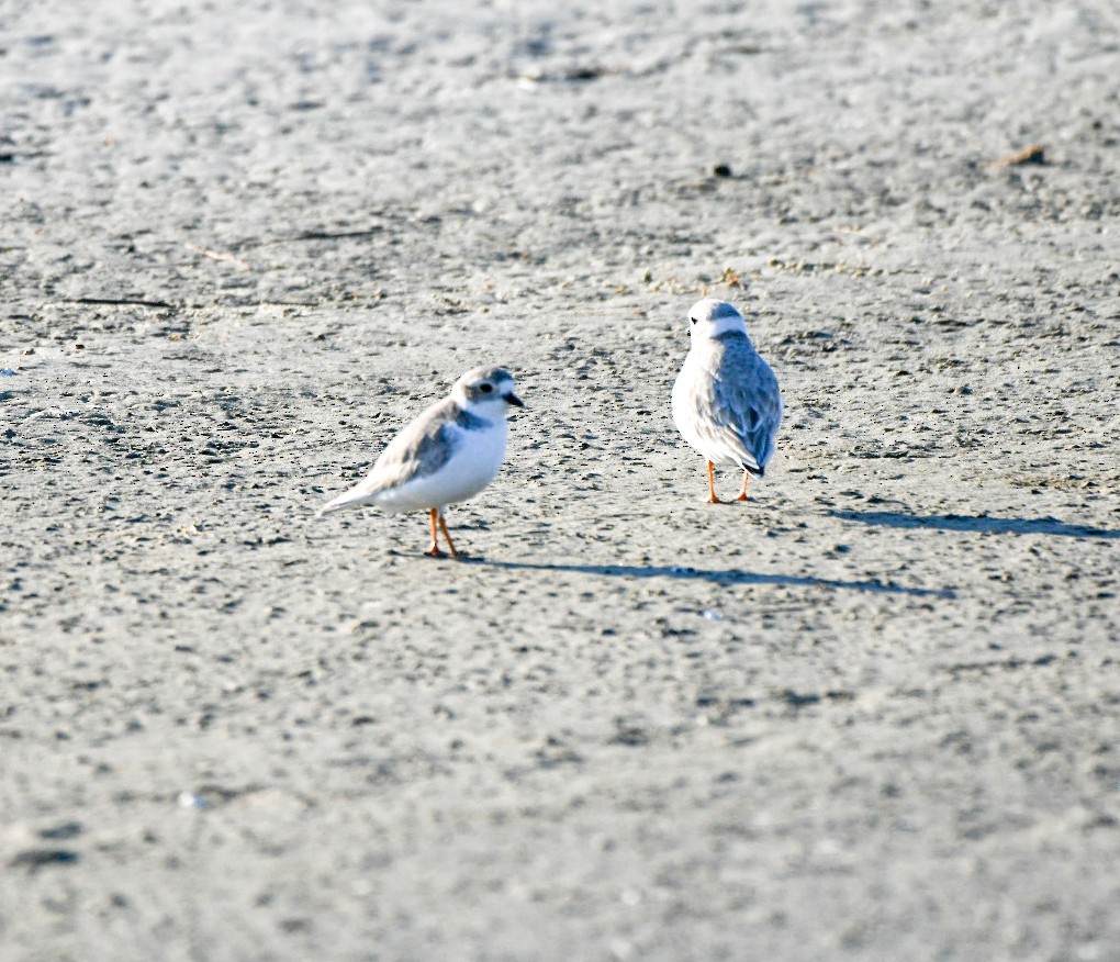 Flötenregenpfeifer - ML645551997