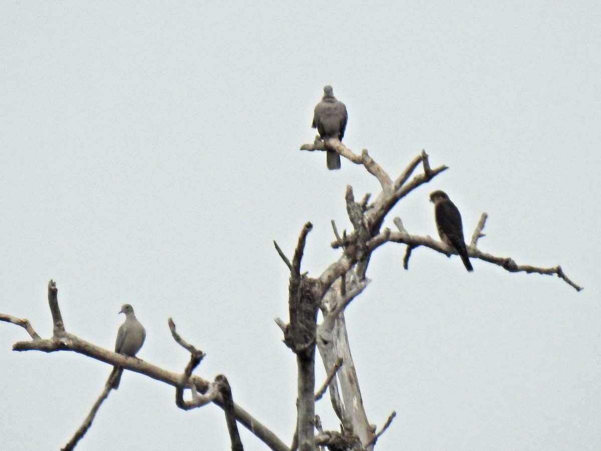 dřemlík tundrový - ML645551998