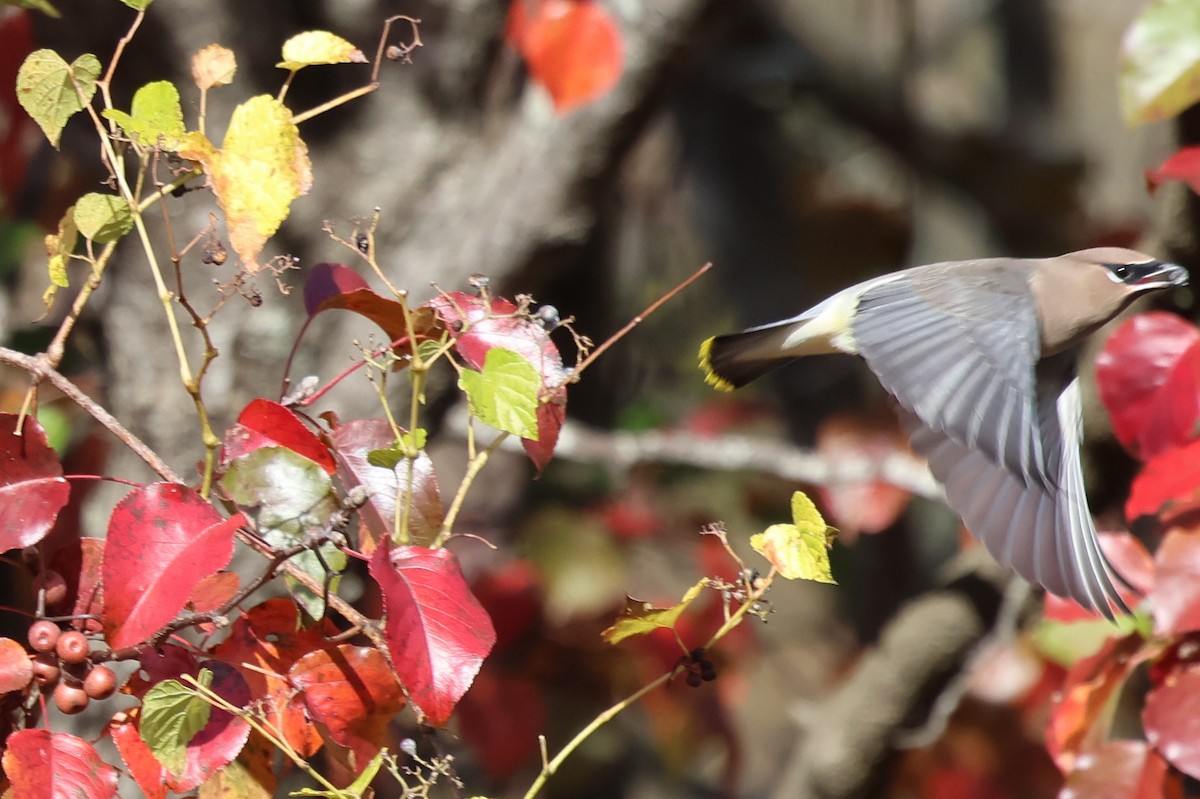 Cedar Waxwing - ML645552002