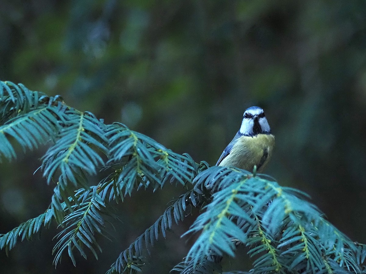 Eurasian Blue Tit - ML645552022