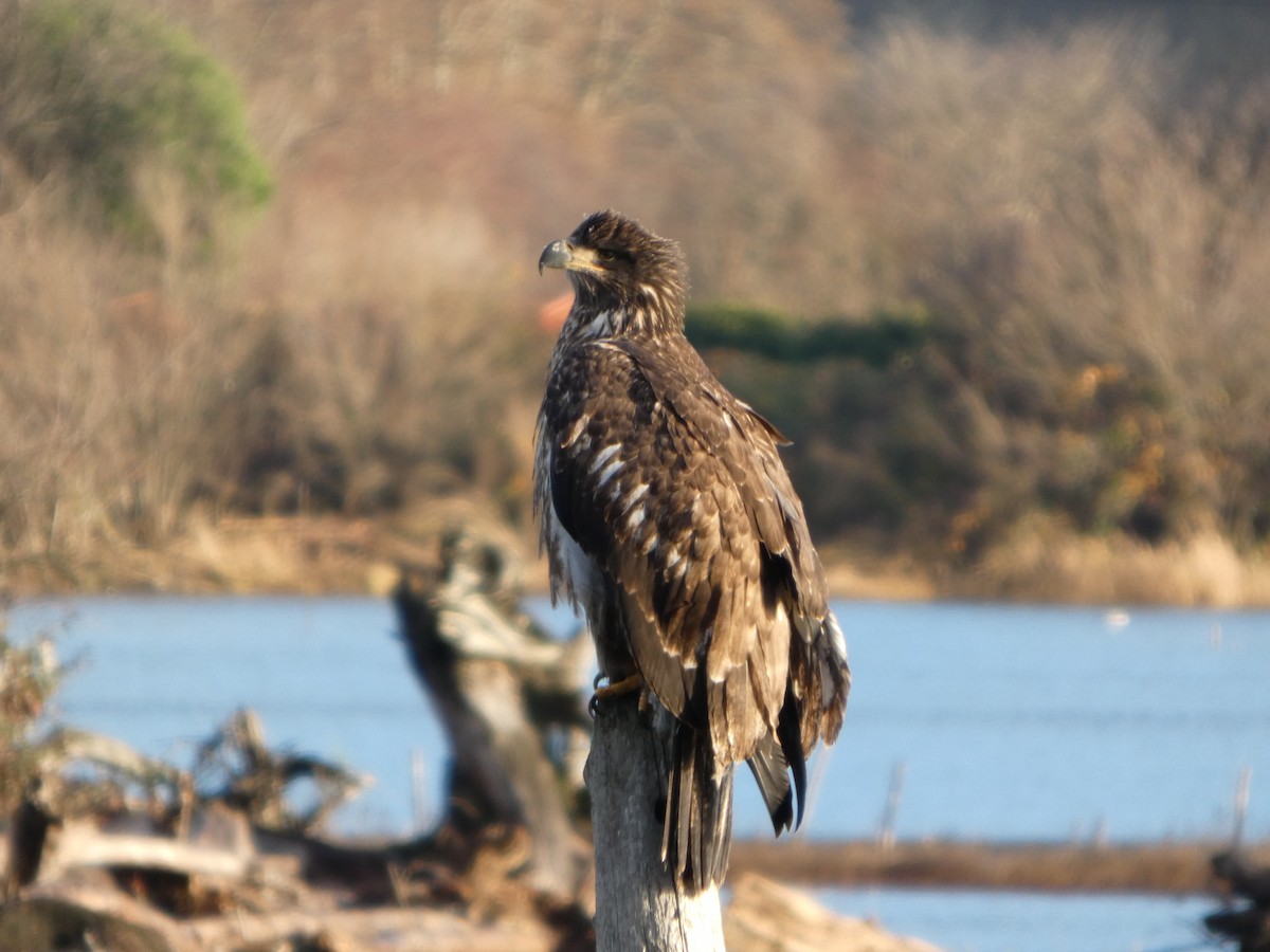 Bald Eagle - ML645552023