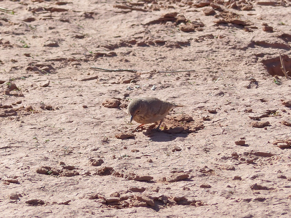 Desert Lark - ML645552039