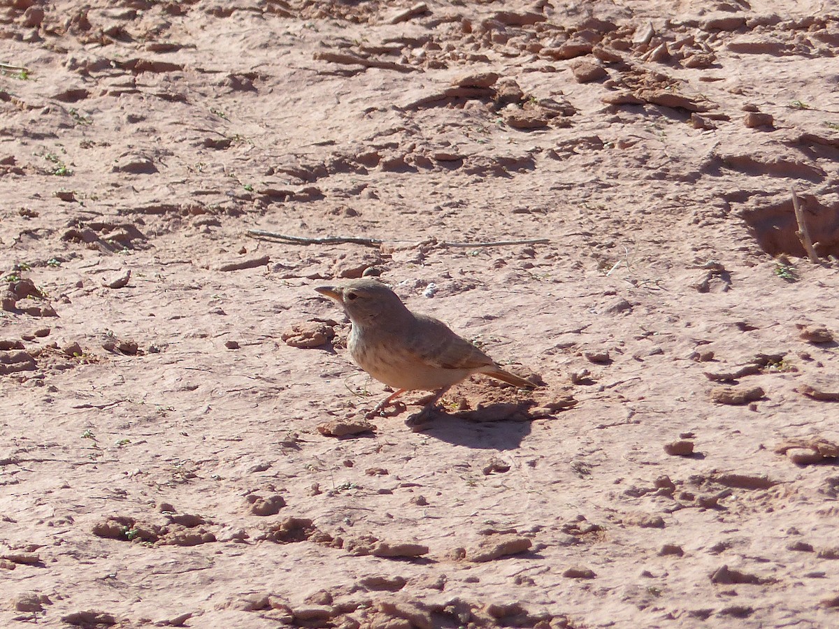 Desert Lark - ML645552041