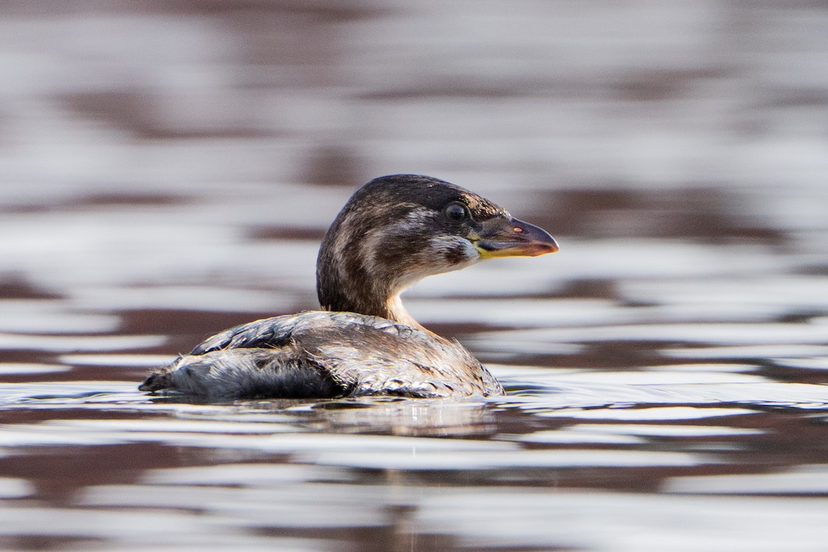 Pied-billed Grebe - ML645552054