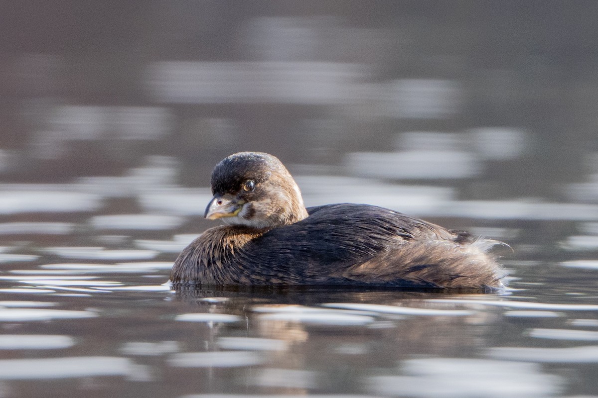 Pied-billed Grebe - ML645552055