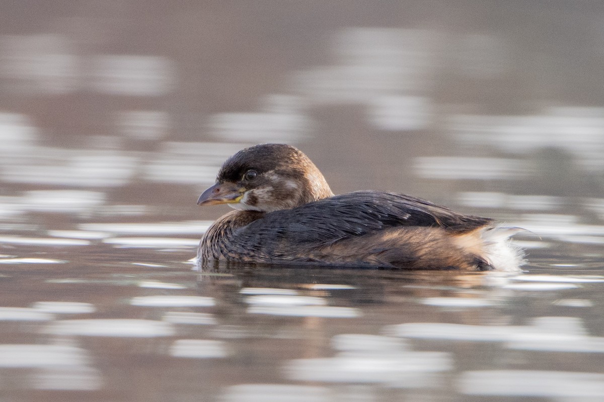 Pied-billed Grebe - ML645552056