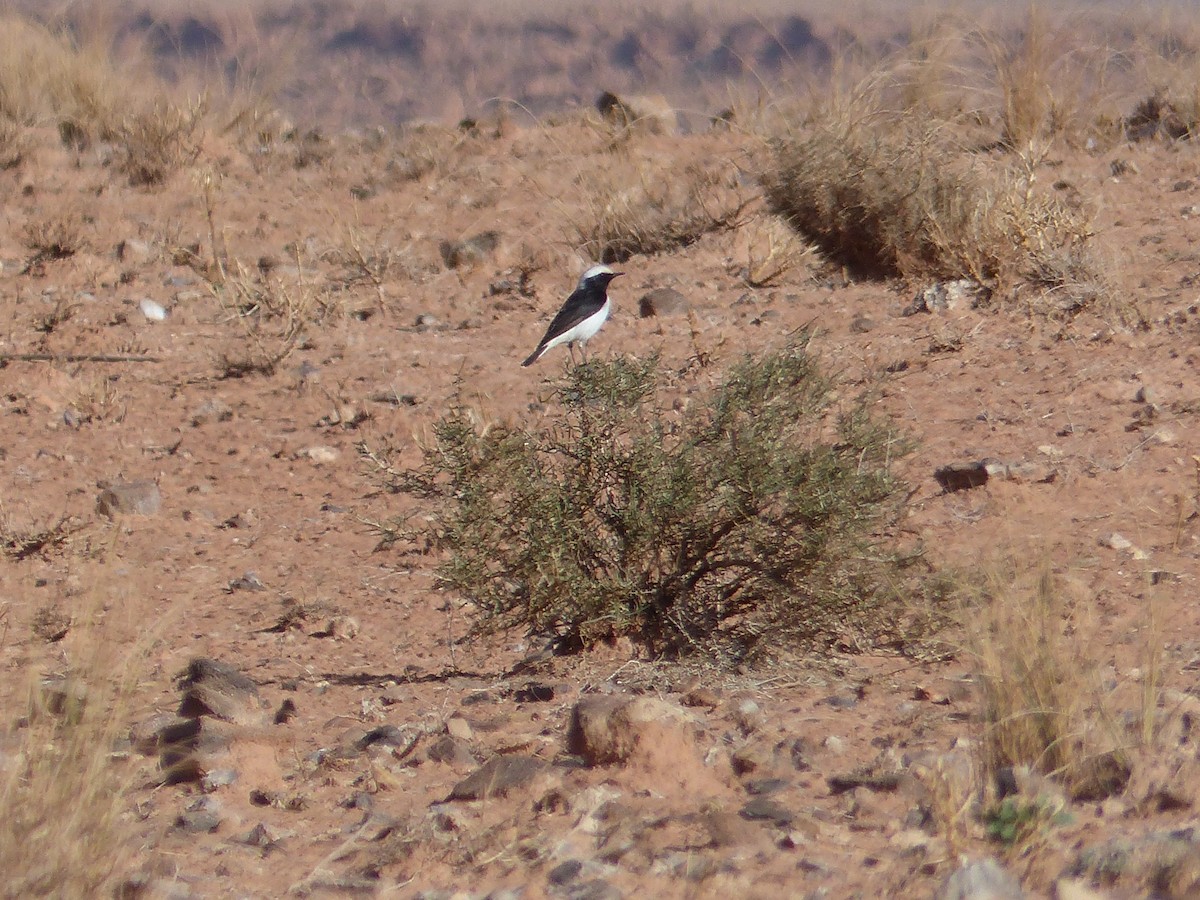 Mourning Wheatear - ML645552063