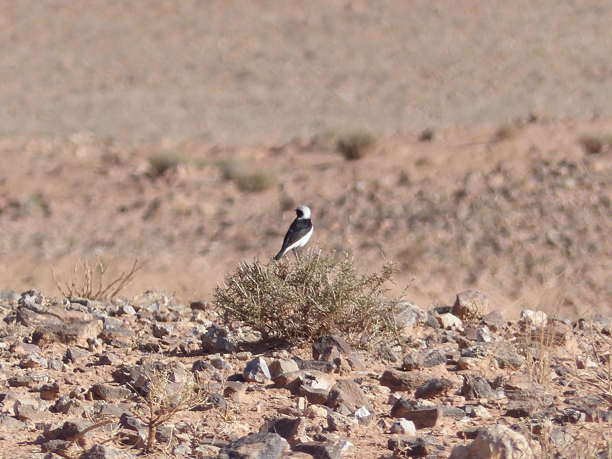 Mourning Wheatear - ML645552064