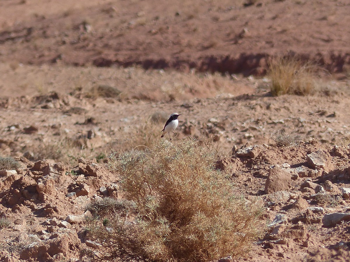 סלעית לבנת-כנף - ML645552067