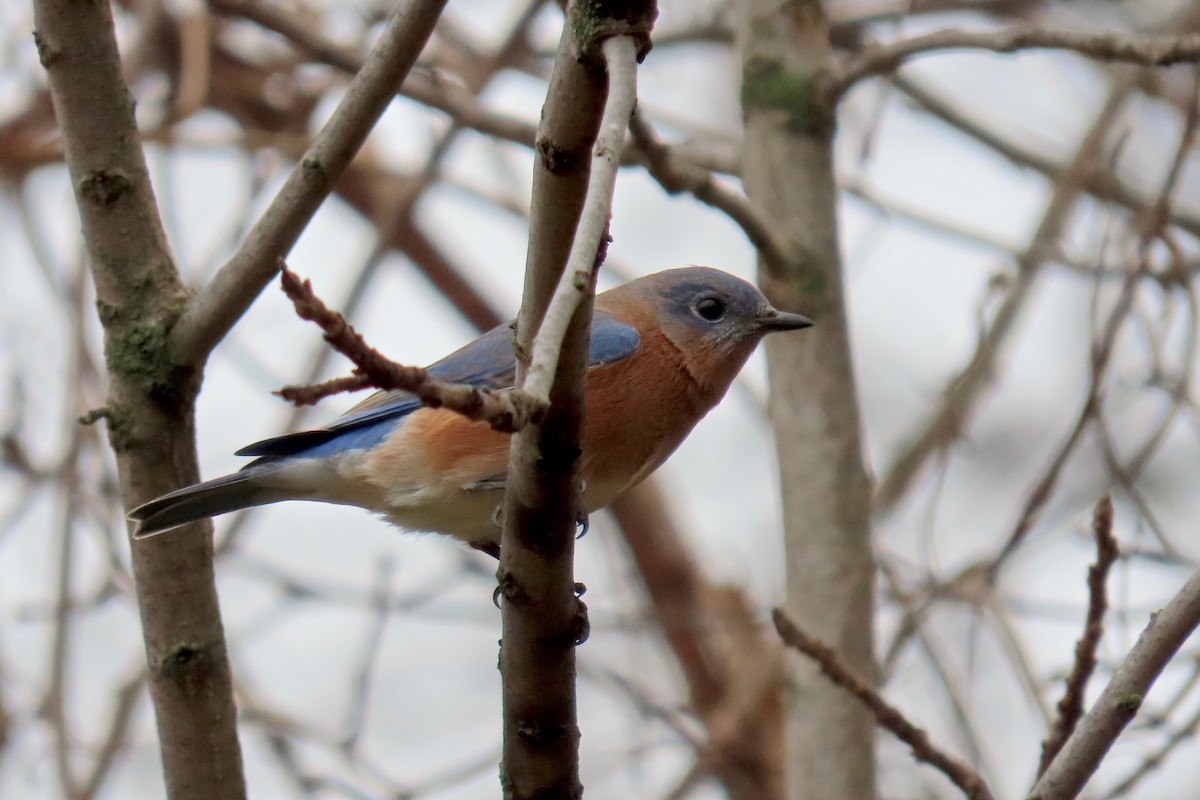 Eastern Bluebird - ML645552068
