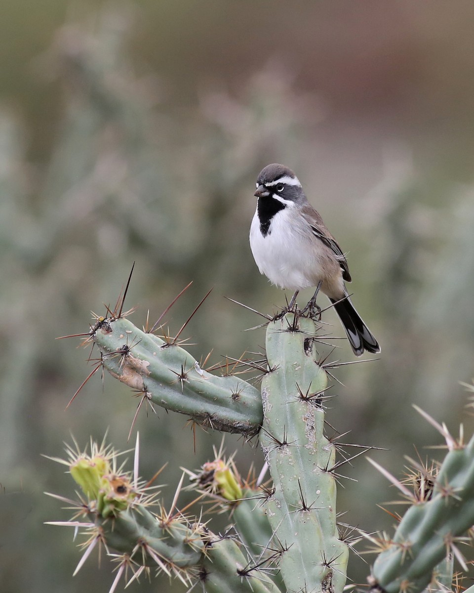 Black-throated Sparrow - ML645552079