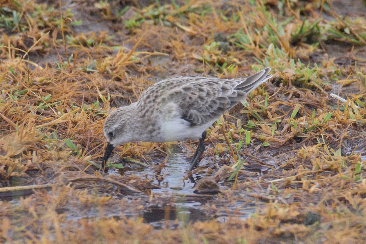 Küçük Kumkuşu - ML645552085