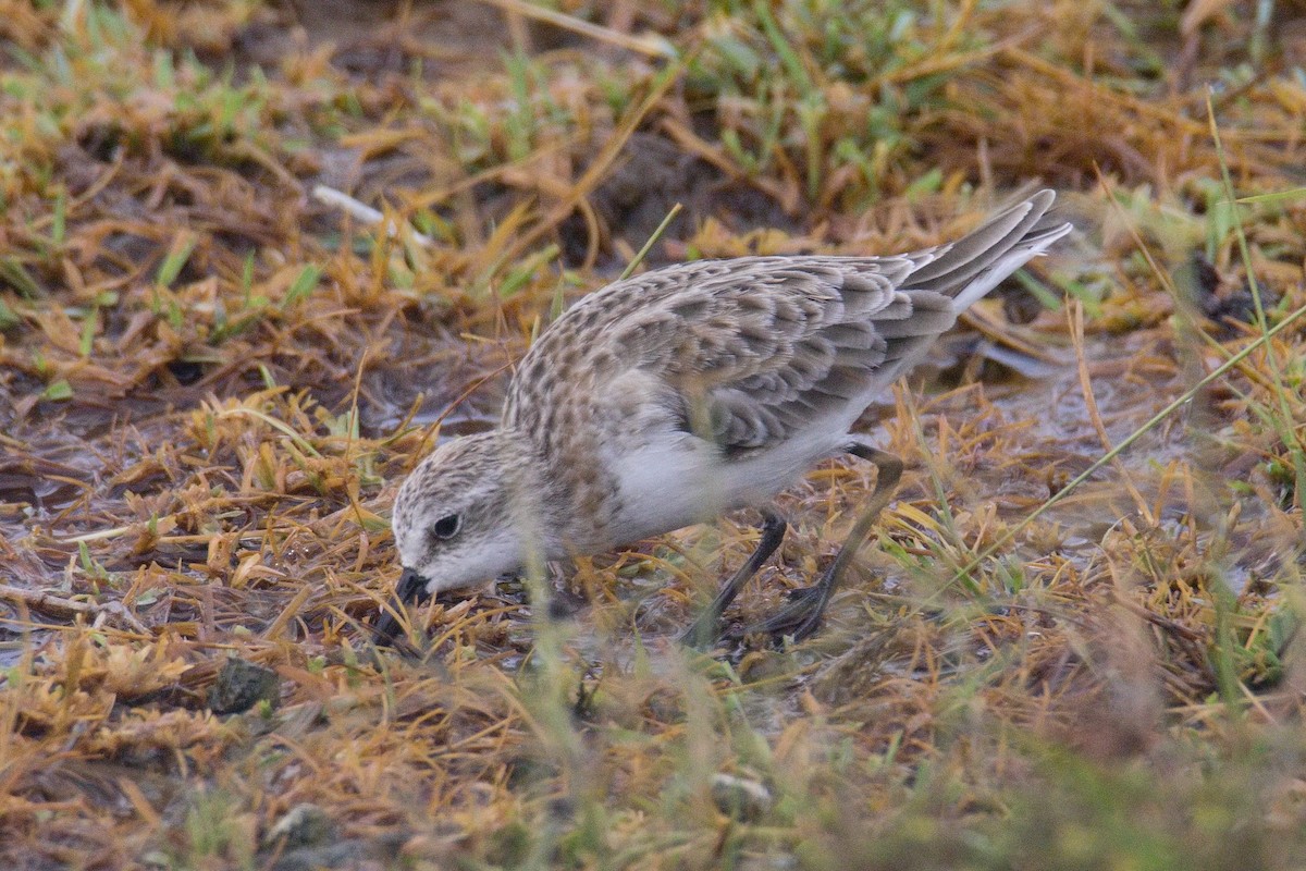 Küçük Kumkuşu - ML645552086