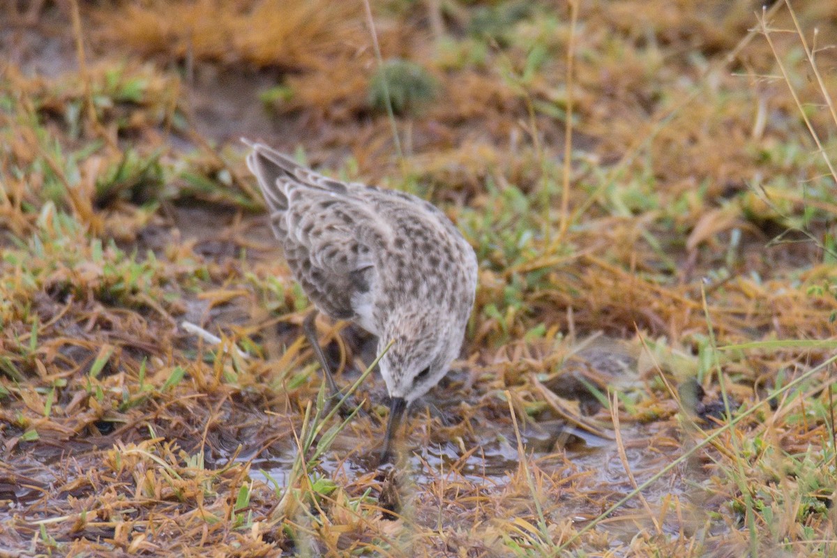 Küçük Kumkuşu - ML645552087