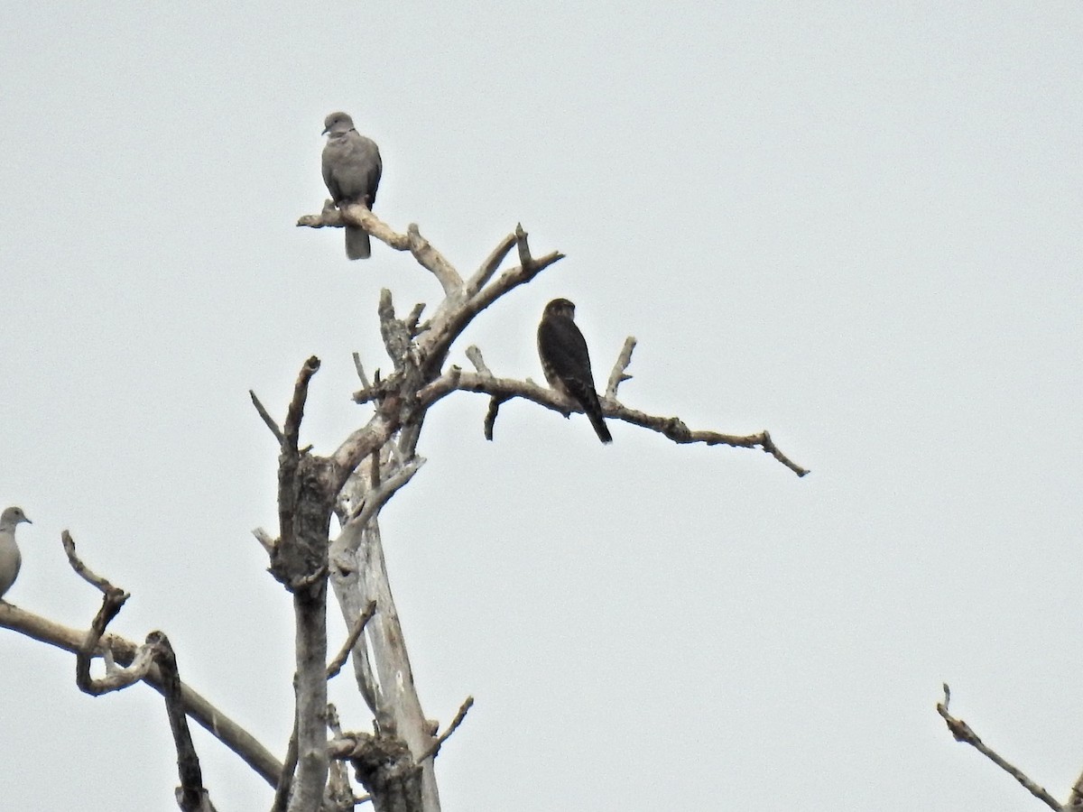 dřemlík tundrový - ML645552088